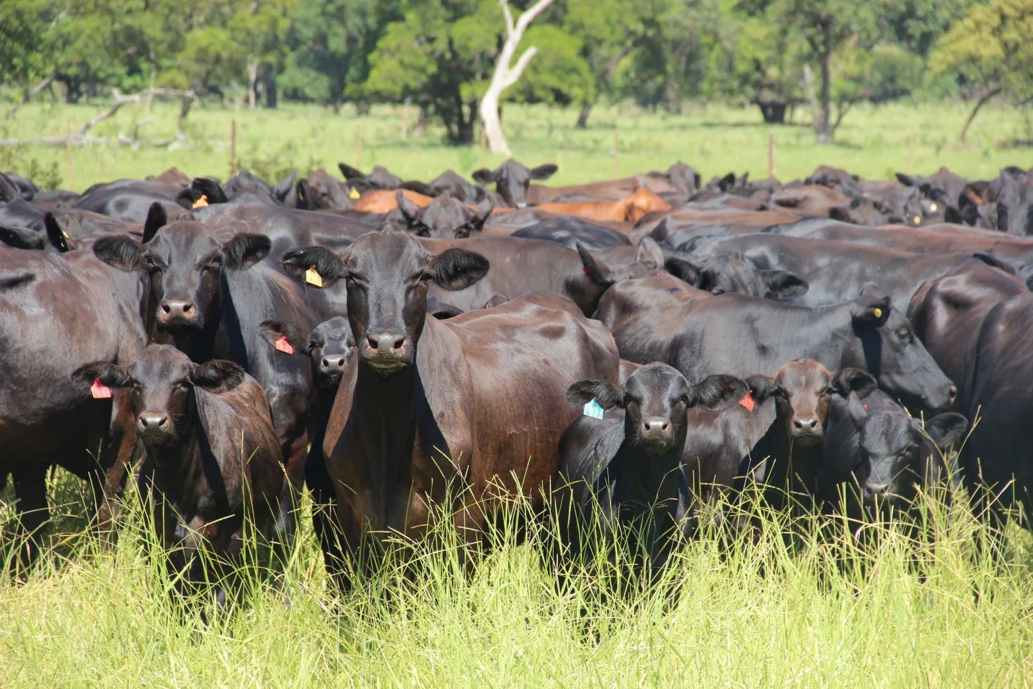 Como funciona o controle biológico do carrapato bovino? 33 Criação de gado bovino - vaca angus