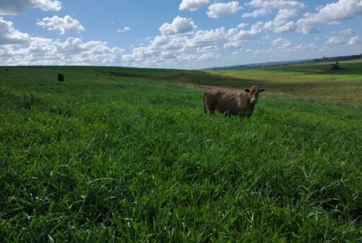 como obter maior desempenho animal em pastagens por meio do uso e manejo adequado de forrageiras hibridas