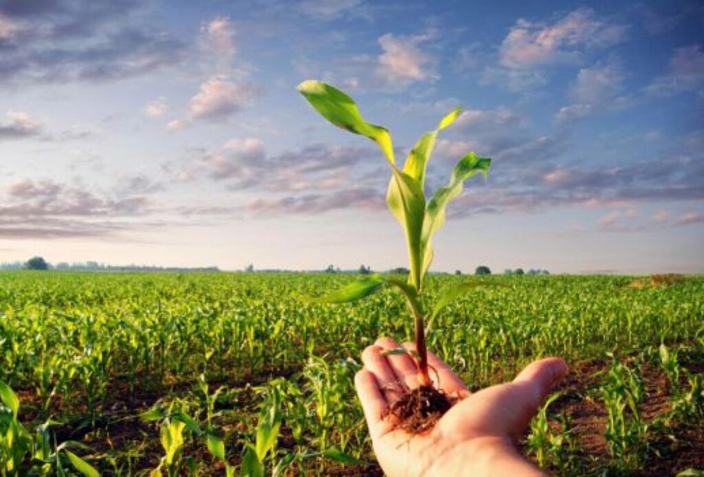 conab publica novo boletim de acompanhamento agropecuario 1