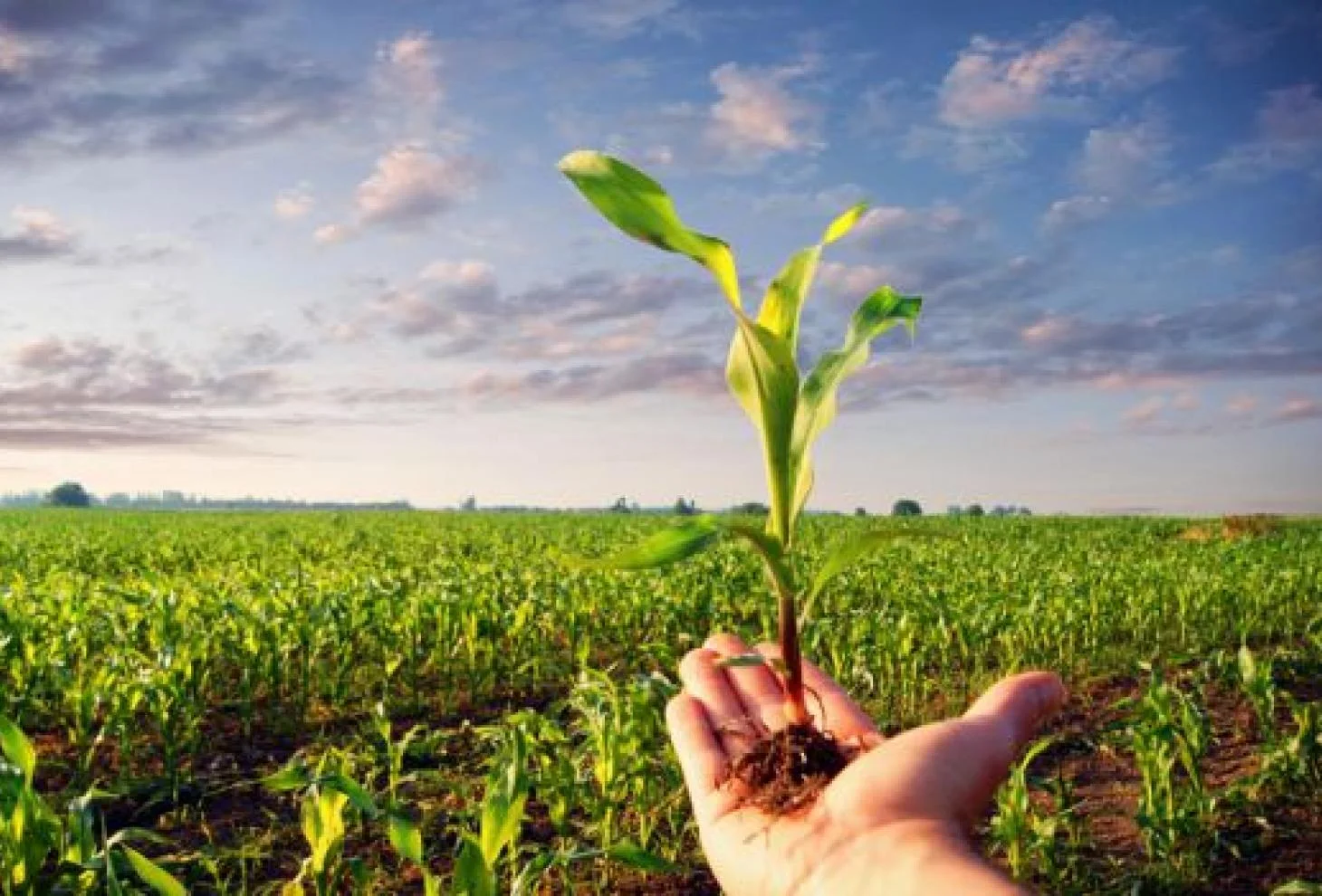 Conab publica novo Boletim de Acompanhamento Agropecuário 43 conab publica novo boletim de acompanhamento agropecuario 1