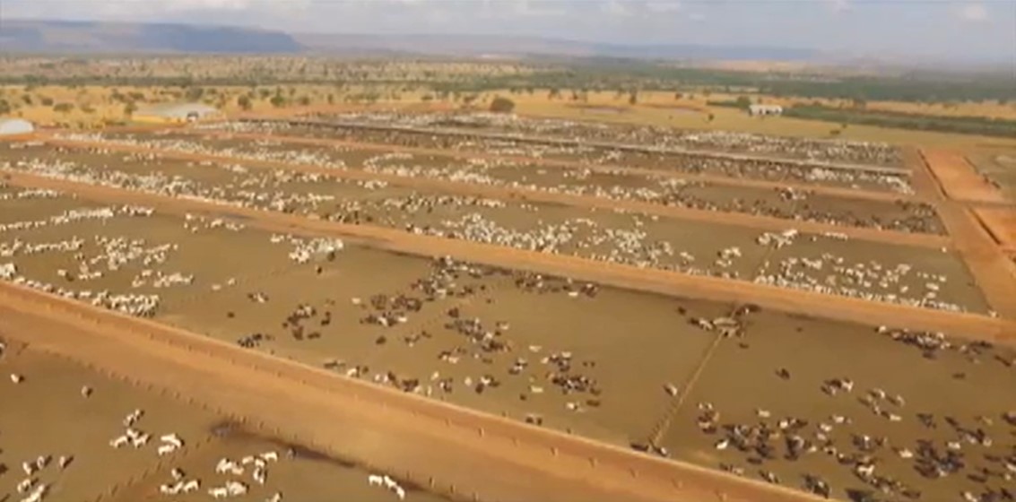 Confinamento de 40.000 cabeças de gado rende dinheiro com “esterco” de gado
