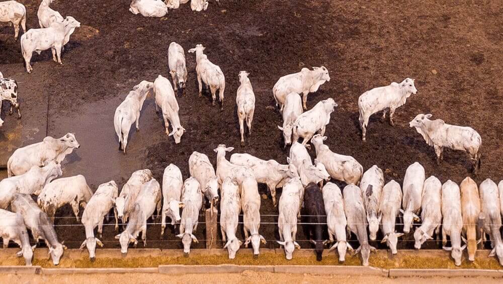 Confinamento e Pré-Confinamento: Devo ou não fazer?