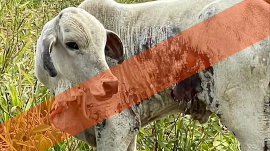 conheca a causa e como tratar o gado com feridas 1