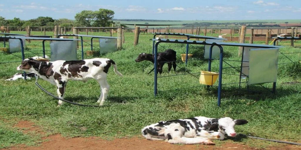 Conheça as instalações para bezerros em lactação