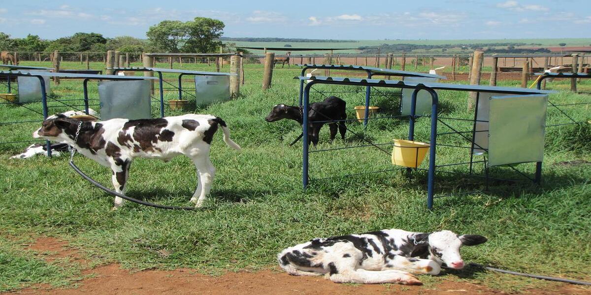 Conheça as instalações para bezerros em lactação
