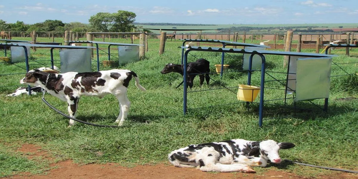 Conheça as instalações para bezerros na lactação 13 Conheça as instalações para bezerros em lactação