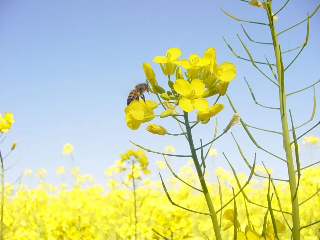 cultivo de canola registra crescimento no noroeste do rio grande do sul