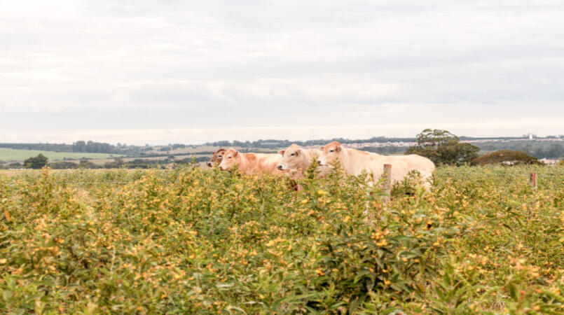 Embrapa: guandu consorciado em pastagem reduz em até 70% a emissão de metano