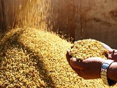 Embrapa participa de painel sobre Duas Safras na 45ª Expointer e apresenta…