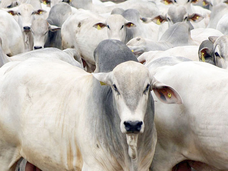 entenda como funciona e como investir 1