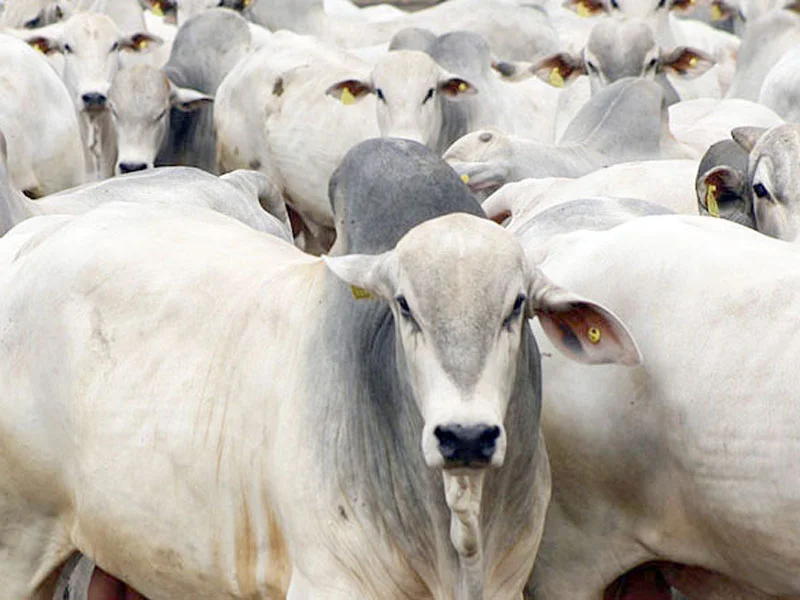 entenda como funciona e como investir 1