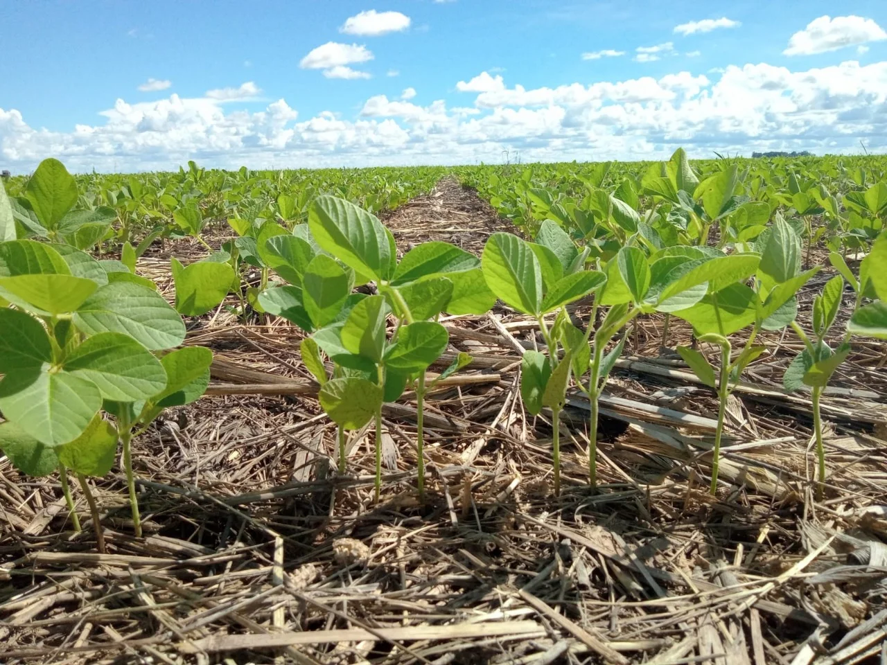 estudo aponta oportunidades para reduzir emissoes de carbono na producao 1