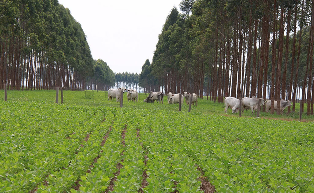fazenda e referencia para ms atingir meta de carbono neutro ate 2030