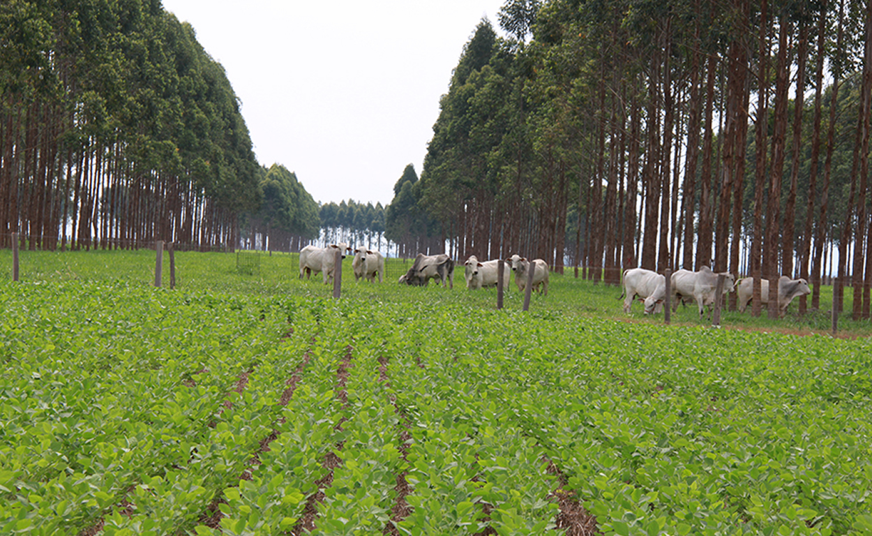 fazenda e referencia para ms atingir meta de carbono neutro ate 2030