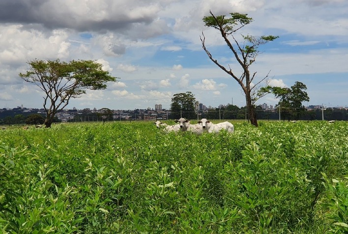 Feijão bóer consorciado em pastagem reduz as emissões de metano em até 70%