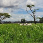 Feijão bóer consorciado em pastagem reduz as emissões de metano em até 70%