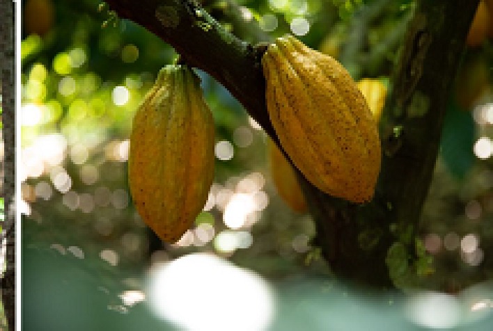 fundo jbs para a amazonia seleciona novos projetos com foco em ciencia e tecnologia