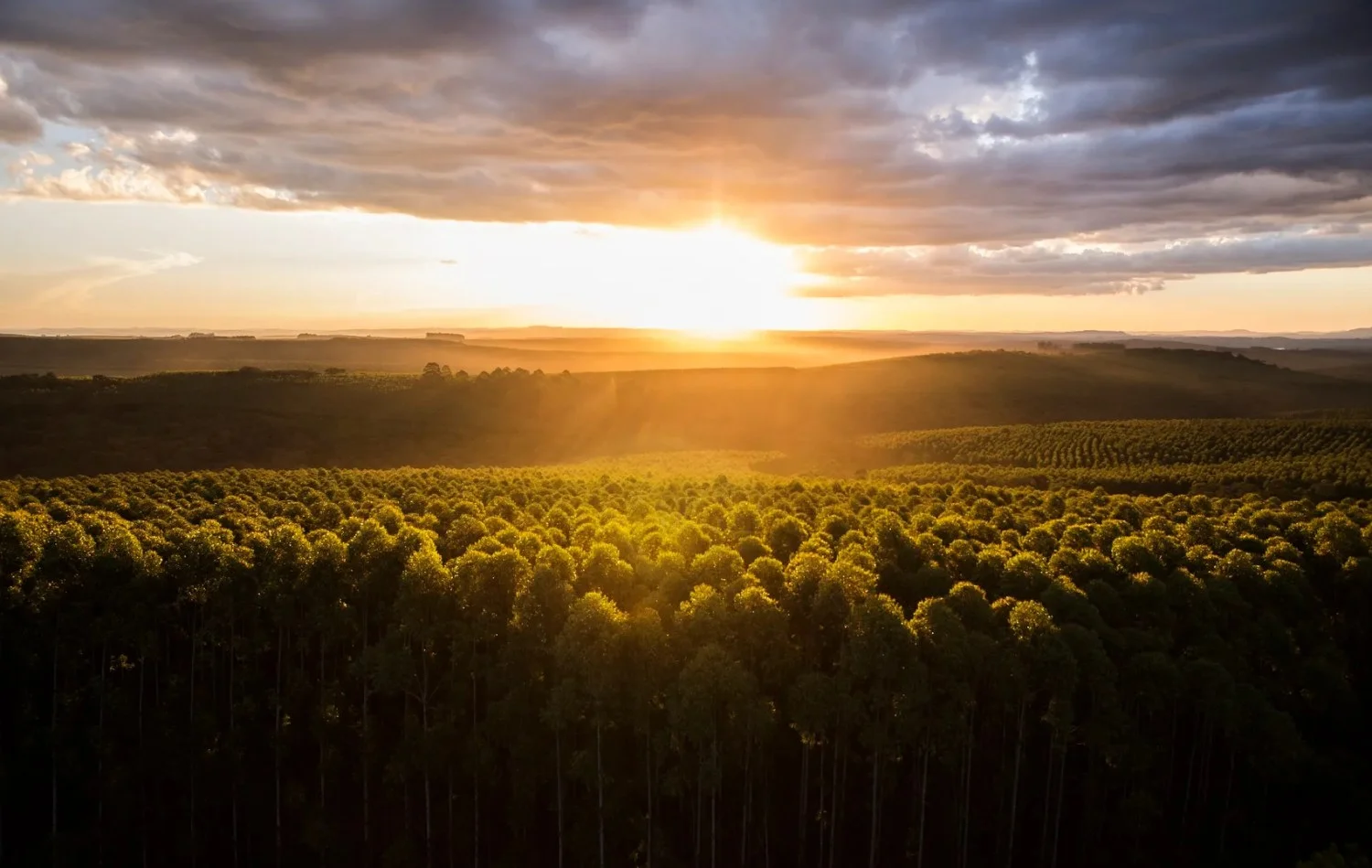 Gigante florestal é o maior produtor e exportador de papel do país 10 agro-harbunk-klabin-9jun22-divulgacao