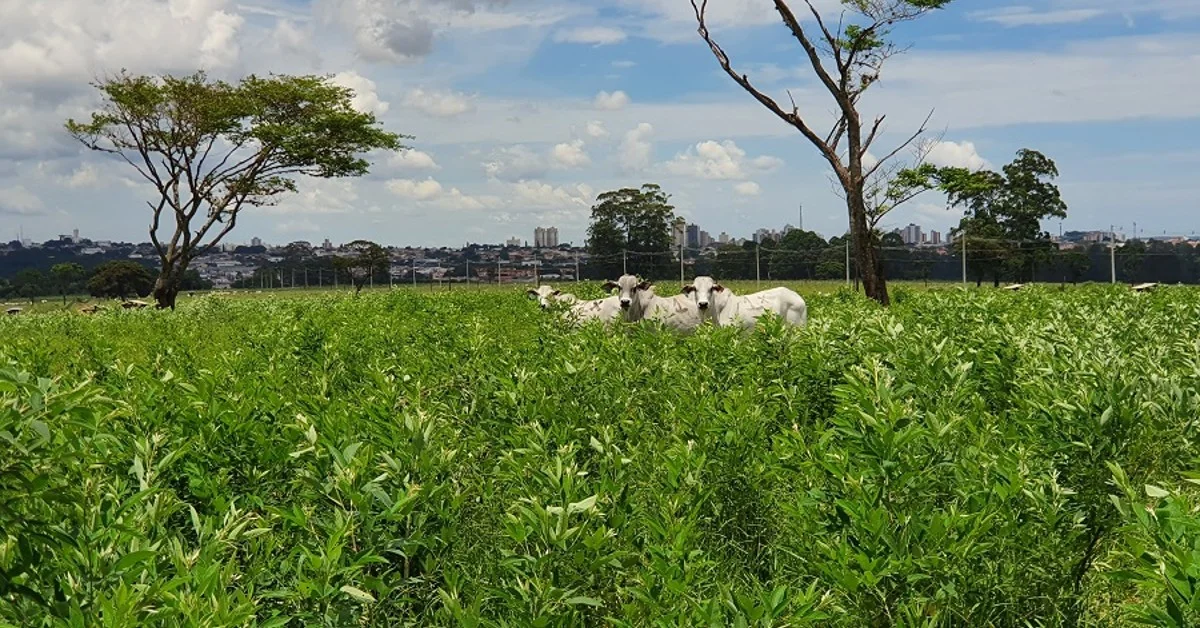 grao boer consorciado em pastagem reduz em ate 70 a emissao de metano 3