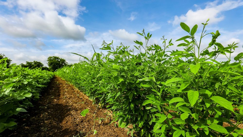 guandu consorciado em pastagem reduz emissões de metano em até 70%