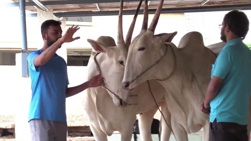 Hallikar boi mais resistente do mundo Estudos explicam