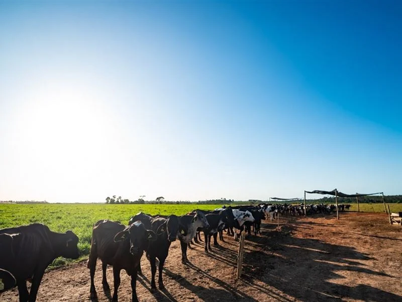 Inaugurado Condomínio Leiteiro Coopeavi
