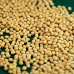 Inscrições abertas para curso sobre vigor em sementes de soja 11 Soja registra altos níveis de produtividade em...