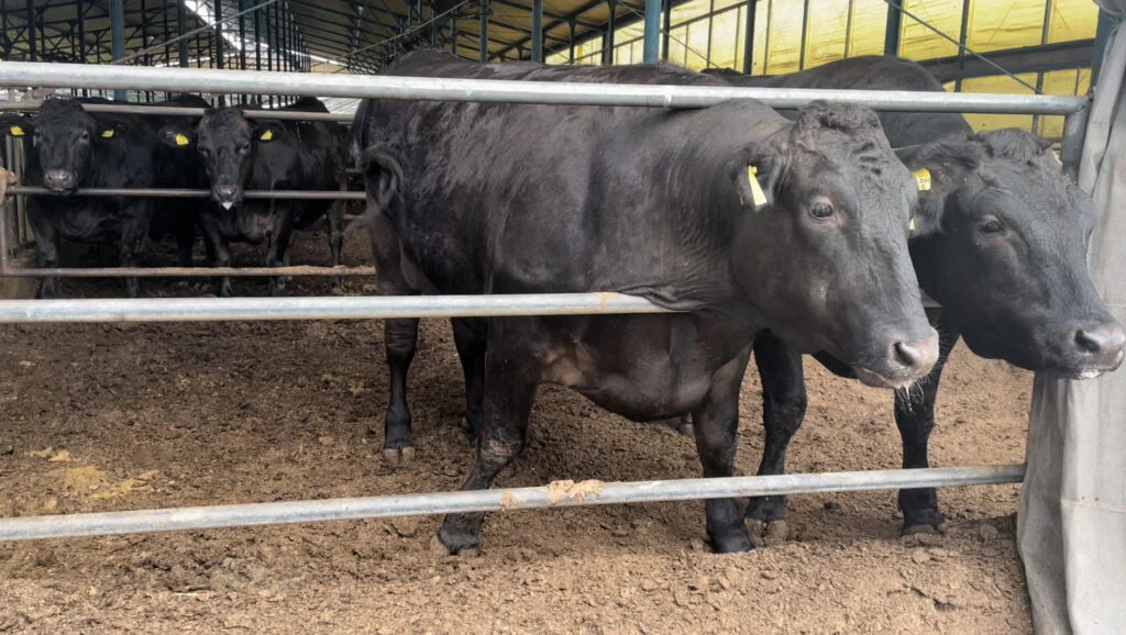 Mega fazenda japonesa produz leite e carne Wagyu 11 mega fazenda japonesa produz leite e carne wagyu 1