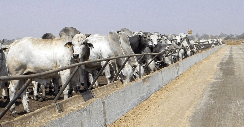 mercado brasileiro vive dias atipicos de colheita relatam analistas portal dbo