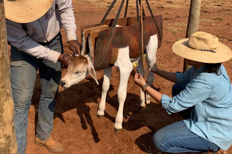 metodo melhora a qualidade de vida de bezerros recem nascidos 1