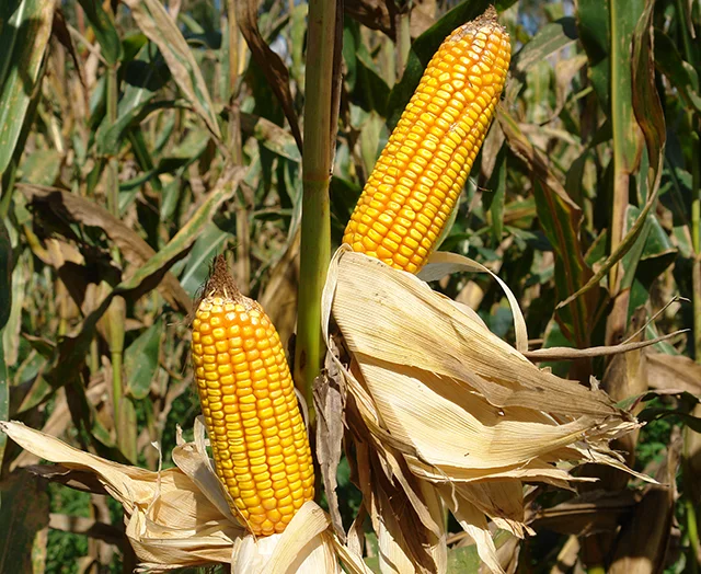 O milho do Brasil é mais exportado do mundo