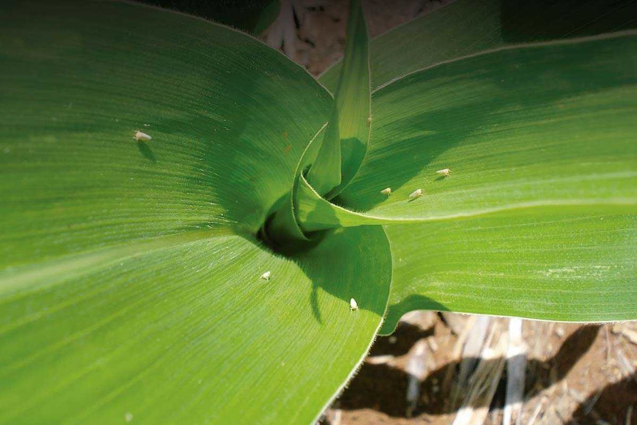 Na entressafra, produtores podem prevenir cigarrinhas do milho