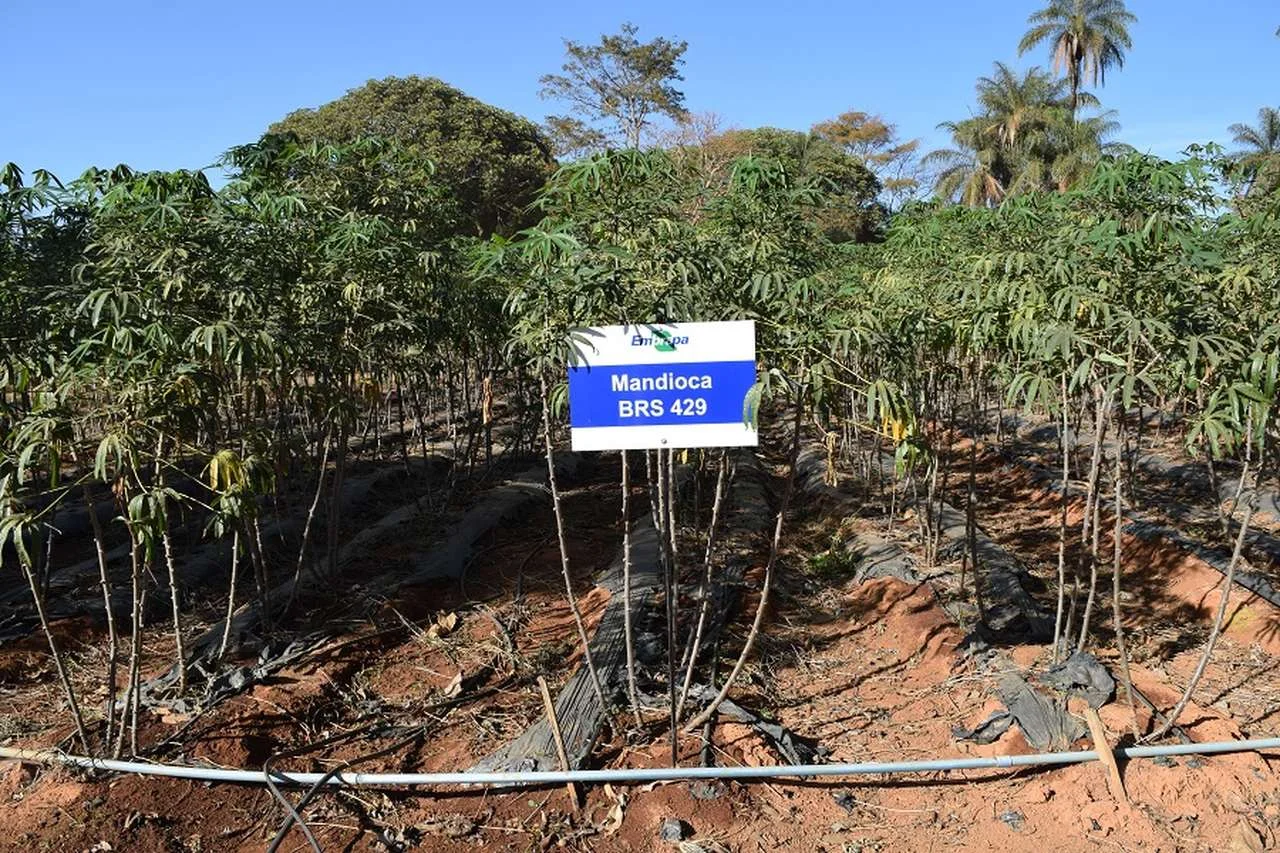 Nova cultivar de mandioca garante alta produtividade e muitos benefícios 1 nova cultivar de mandioca garante alta produtividade e muitos beneficios 1