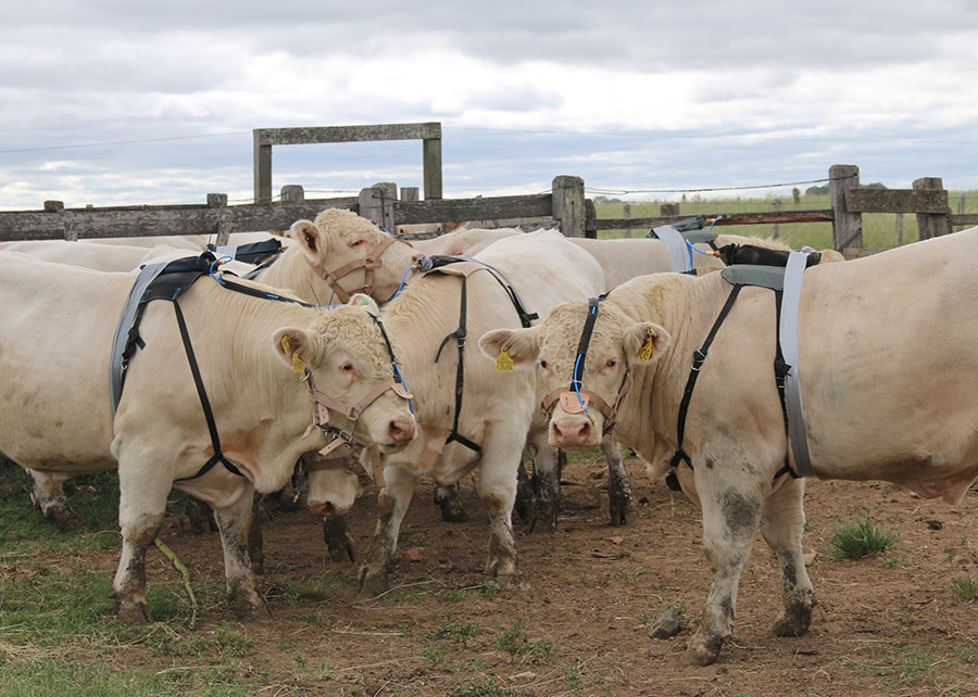 Nova metodologia mede a emissão de metano em pecuaristas