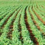 Novo condicionador de solo usa tecnologia microbiológica para aumentar a produtividade das lavouras 15 novo condicionador de solo usa tecnologia microbiologica para aumentar a produtividade das lavouras