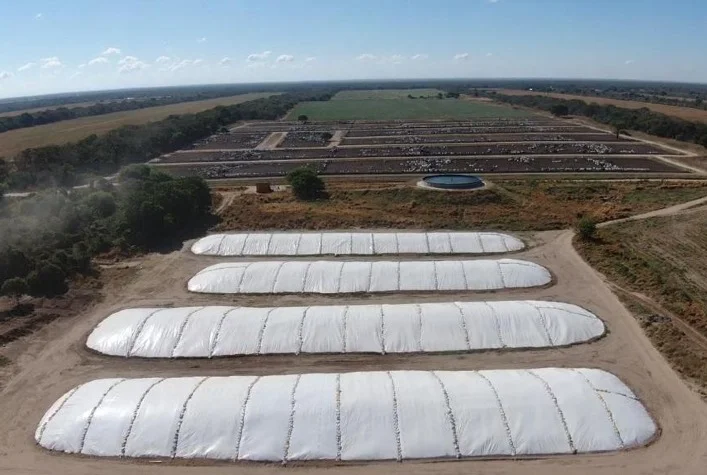 o armazenamento adequado da silagem garante qualidade para o gado leiteiro na estacao seca 2