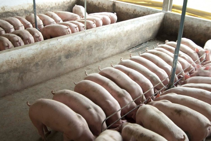 o bem estar dos porcos comeca com uma boa selecao genetica 1