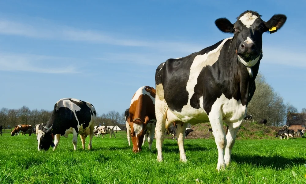 O que é produção de leite sustentável e como alcançá-la? 14 o que e producao de leite sustentavel e como alcanca la 1