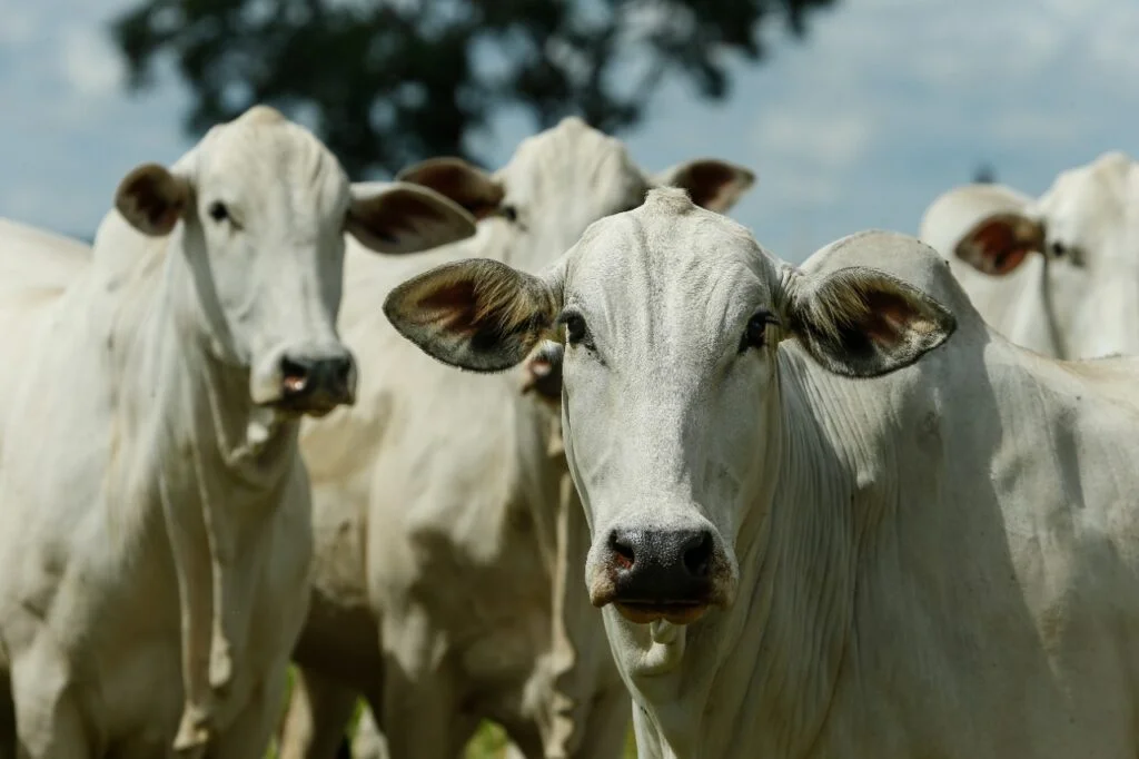 Obsessão por números pode prejudicar pecuária brasileira 14 CompreRural.com