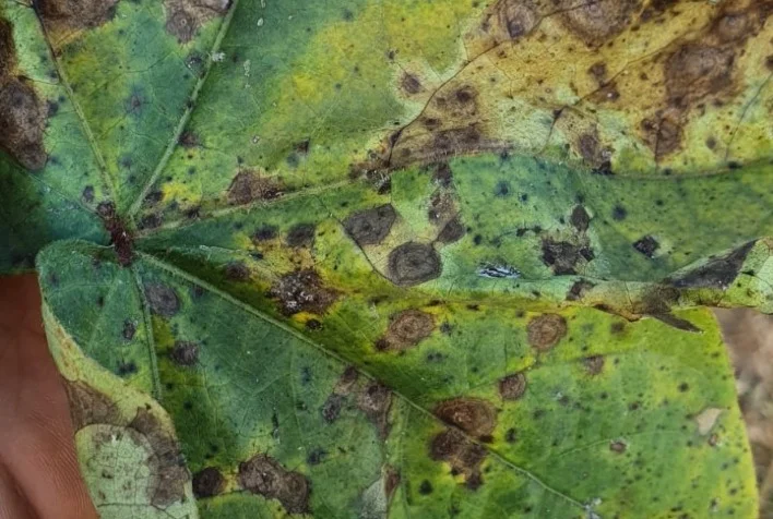 para alivio do cotonicultor ramularia e ponto alvo quase nao afetaram a safra 21 22 em mt