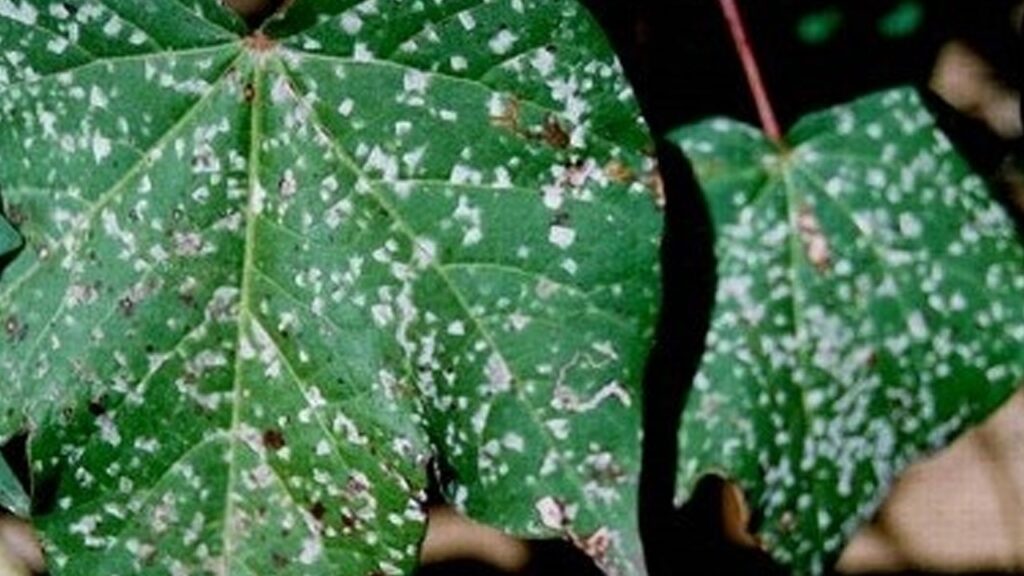 para alivio do cotonicultor ramularia e target spot quase nao surtiram efeito