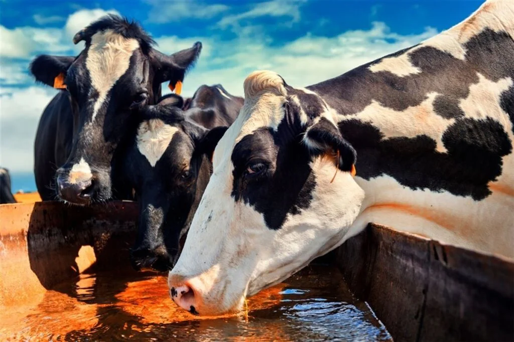 Desinfecção da água na pecuária: contaminação microbiológica e sanitizantes 3 Pecuária brasileira se destaca no mercado internacional contaminação, saúde animal, carne bovina, bactérias, riscos à saúde, produção animal, higiene, segurança alimentar, controle de qualidade, saúde pública.