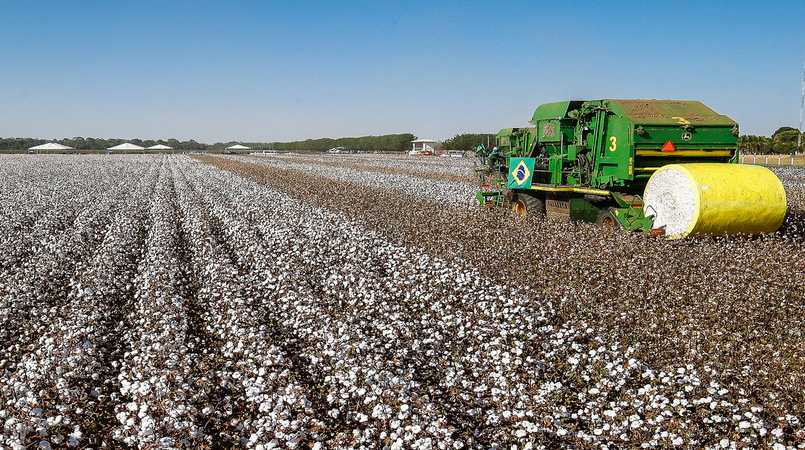Pesquisadores apontam baixa incidência de doenças do algodão na safra 21/22