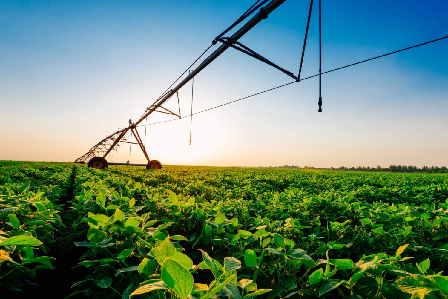Plantio direto pode aumentar a eficiência do uso da água nas lavouras de soja em 11%