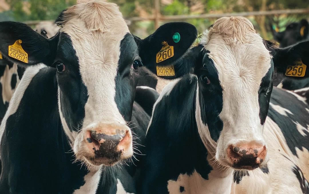 Momento de investir no potencial reprodutivo das vacas