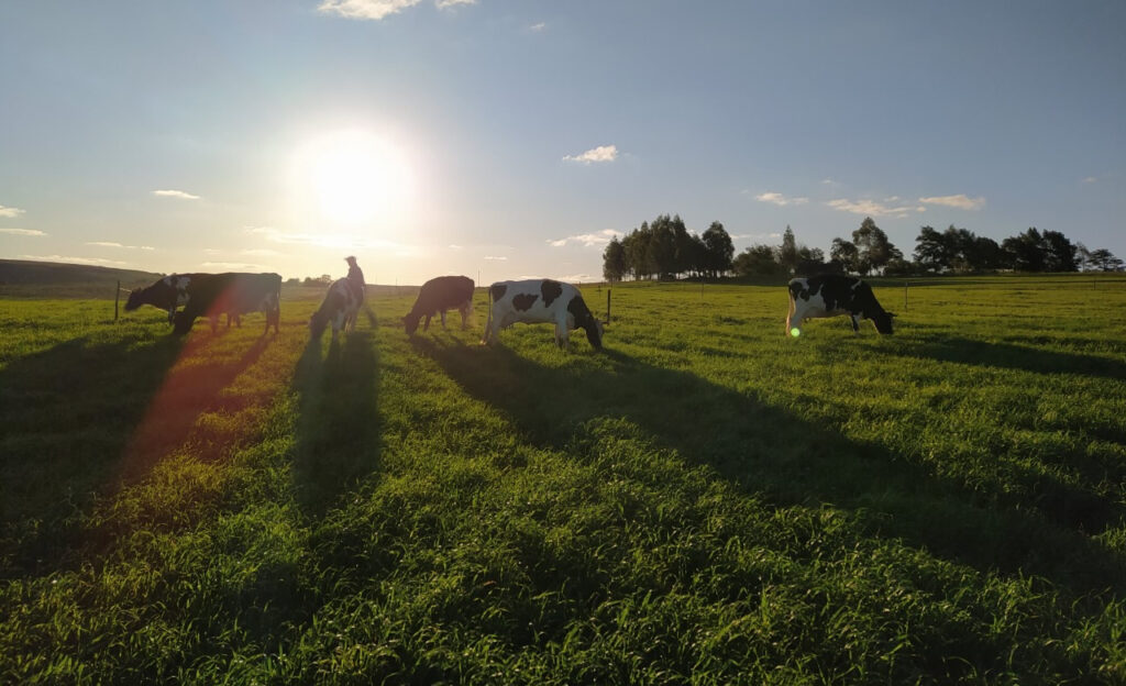 produtor de leite saiba como lucrar mais na seca