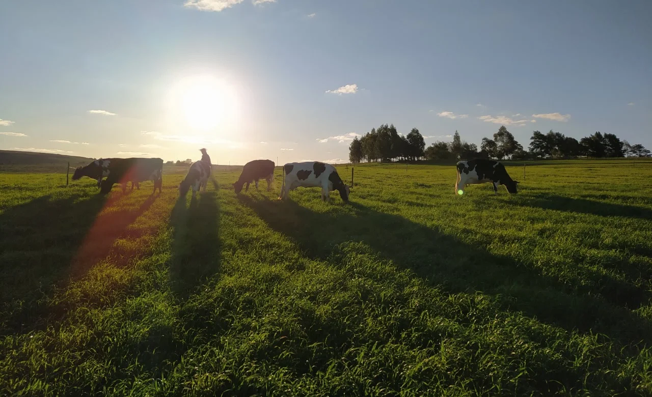 Produtor de leite, saiba como lucrar mais na seca. 19 produtor de leite saiba como lucrar mais na seca