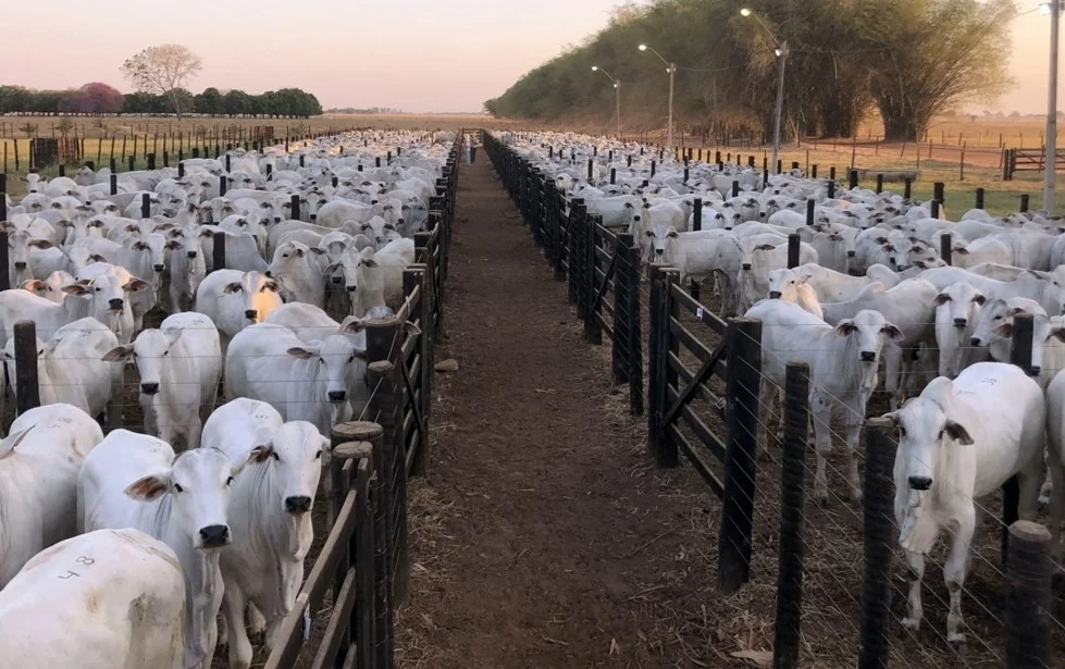 Rei do Gado paga R$ 4.300/táxi em bezerros Carpa; Vídeo 4 rei do gado paga r 4 300 taxi em bezerros carpa video