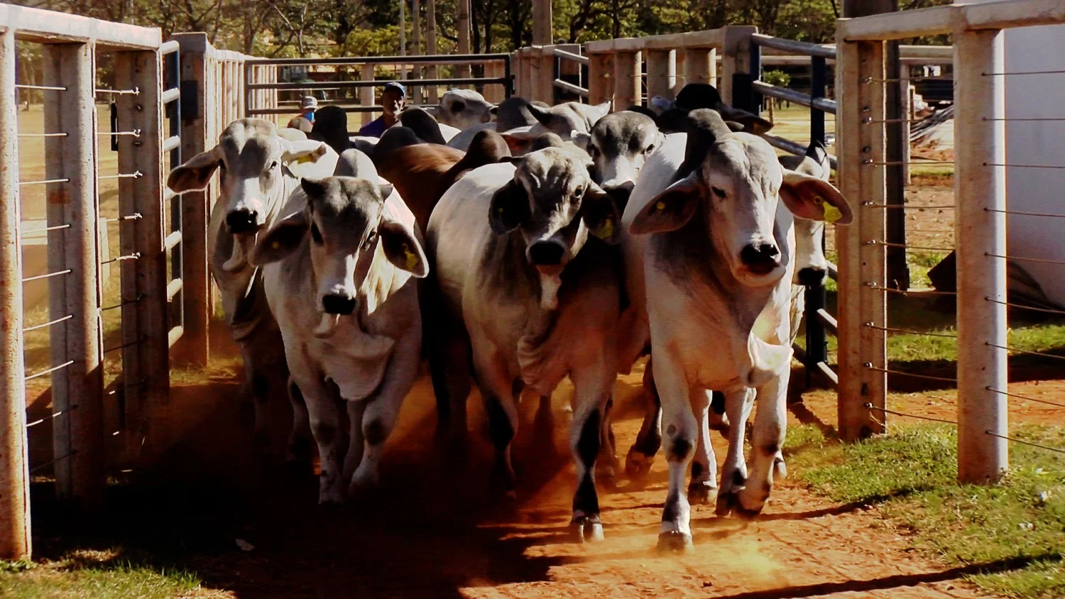 Resultados finais do projeto “Zebu, carne de qualidade” são divulgados 2 CompreRural.com