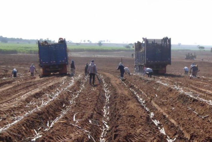 Revolução à vista no plantio de cana-de-açúcar